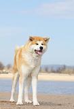 AKITA INU 171